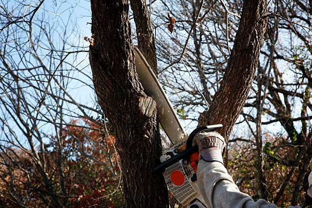 Trusted Luxemburg, WI Tree Services Experts