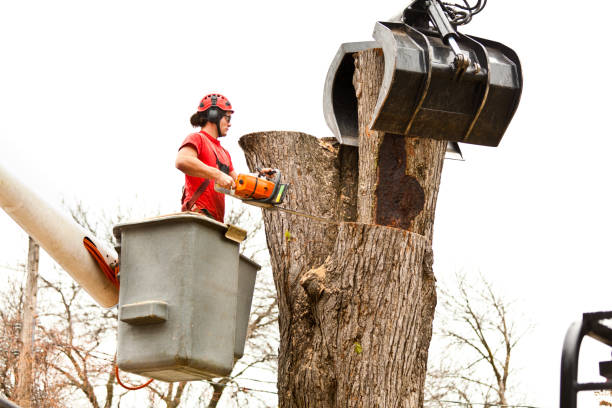 Best Tree and Shrub Care  in Luxemburg, WI